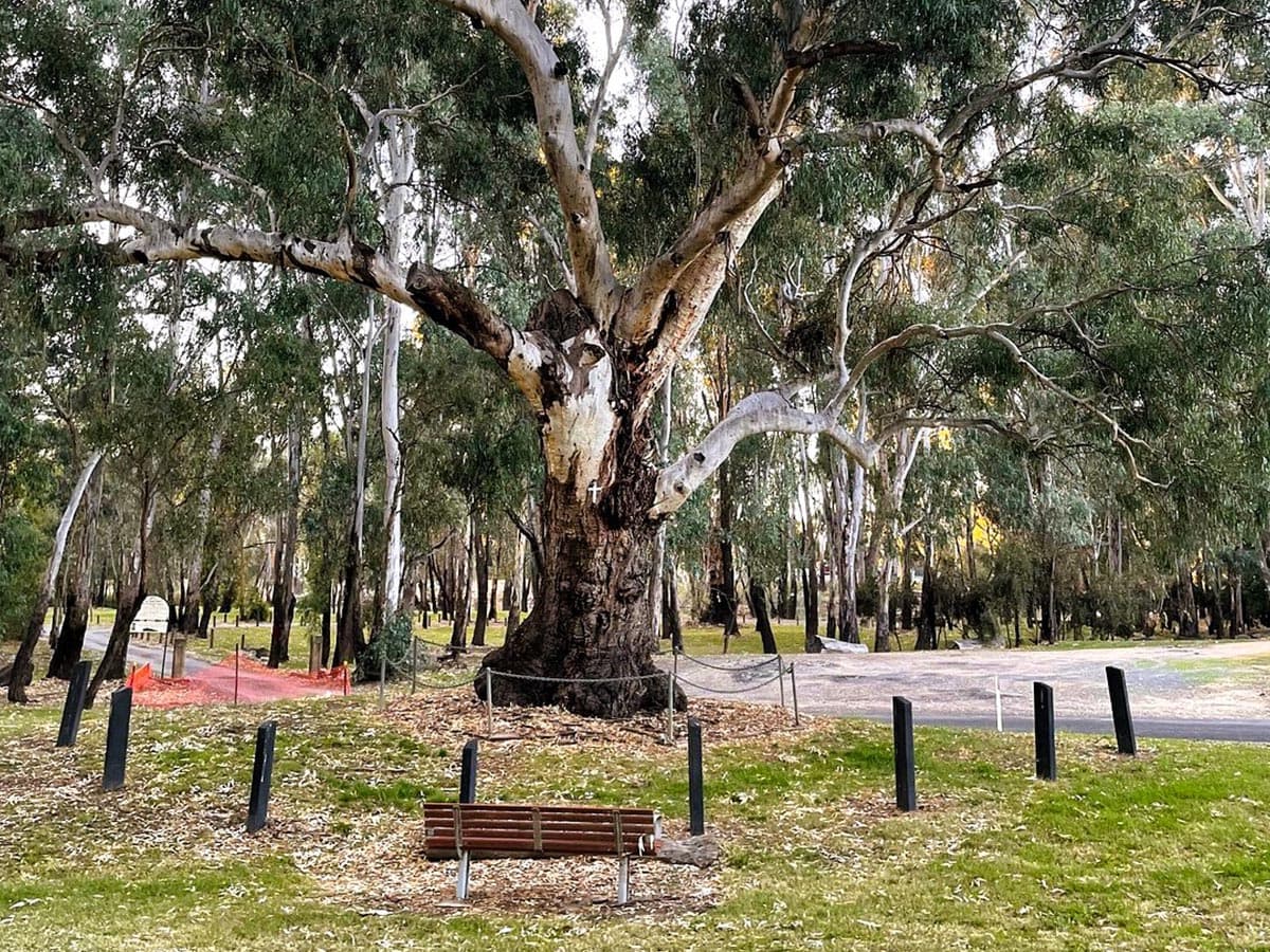 Wagunyah Mass Tree