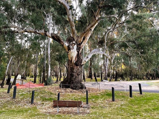 Wagunyah Mass Tree